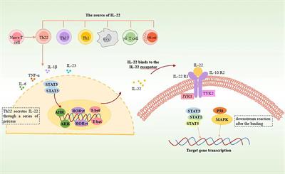 Th22 cells and the intestinal mucosal barrier